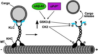 Protein Misfolding, Signaling Abnormalities and Altered Fast Axonal Transport: Implications for Alzheimer and Prion Diseases